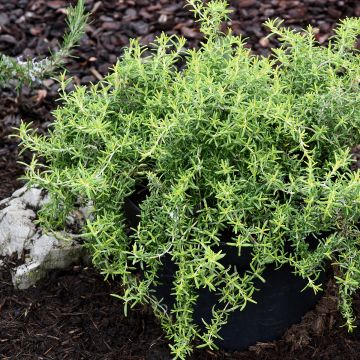 Salvia rosmarinus 'Capri' - Rosmarino