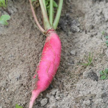 Ravanello Rosa Cinese d'Inverno NT - Ferme de Sainte Marthe