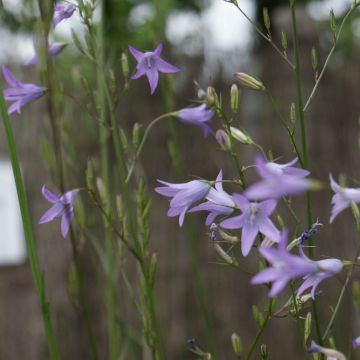 Campanula rapunculus - Campanula commestibile