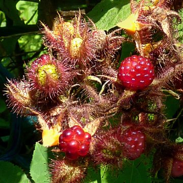 Rubus phoenicolasius Raisin du Japon - Lampone giapponese