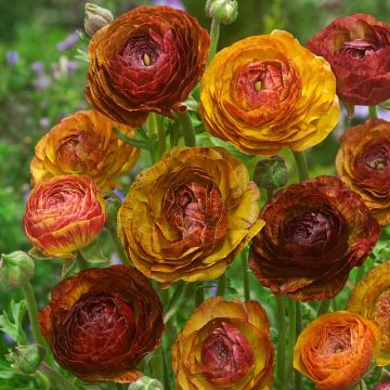 Ranunculus Picotée Café au lait - Ranuncolo asiatico