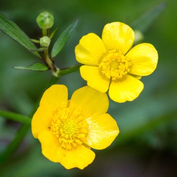 Ranunculus acris - Ranuncolo comune