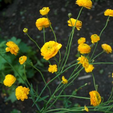 Ranunculus acris Multiplex - Ranuncolo doppio