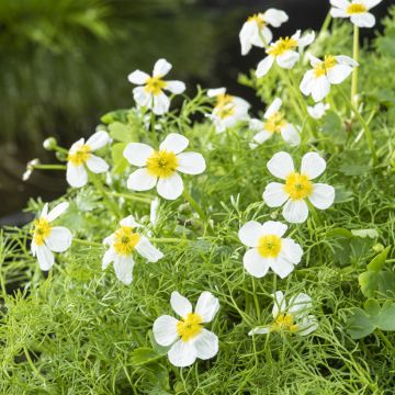 Ranunculus aquatilis - Ranuncolo acquatico