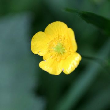 Ranunculus flammula - Ranuncolo delle passere