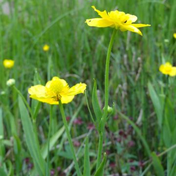 Ranunculus lingua - Ranuncolo delle canne