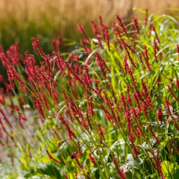 Persicaria amplexicaulis Bloody Mary