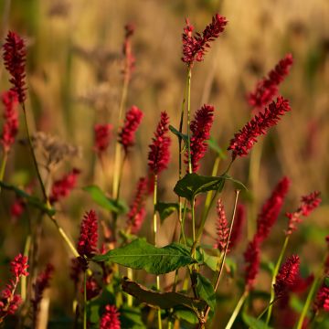 Persicaria amplexicaulis Vesuvius