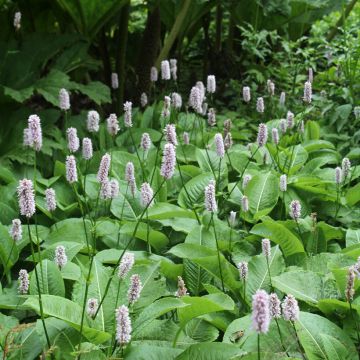 Persicaria bistorta Superba - Bistorta