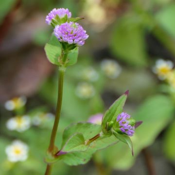 Persicaria runcinata