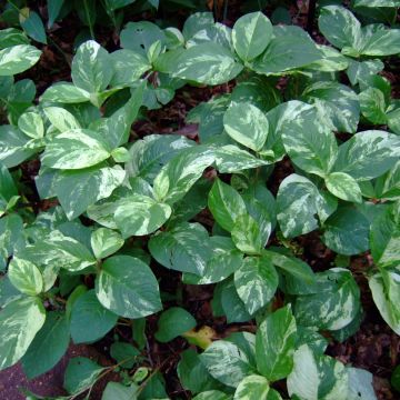 Persicaria virginiana Variegata