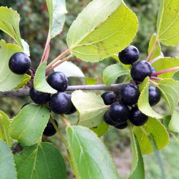 Rhamnus catharticus - Spinocervino