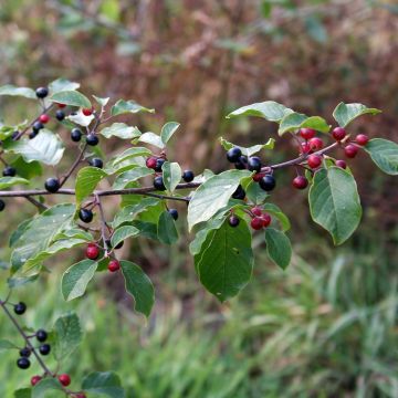 Rhamnus frangula - Frangola