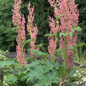 Rheum palmatum var. tanguticum - Rabarbaro palmato