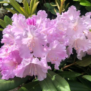 Rhododendron yakushimanum Caroline Allbrook