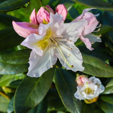 Rhododendron Cunningham's White