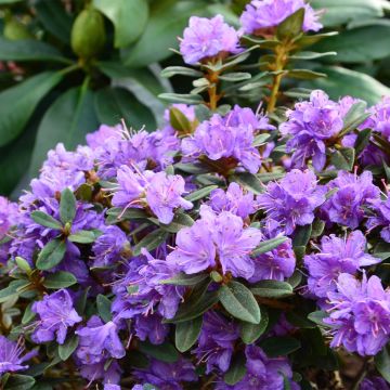 Rhododendron Gristede - Rododendro nano