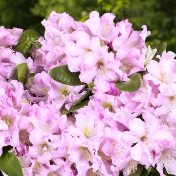 Rhododendron INKARHO Rosa Dufthecke