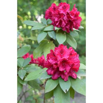 Rhododendron Moser's Maroon