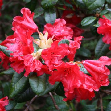 Rhododendron Scarlet Wonder