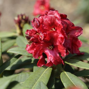 Rhododendron Easydendron INKARHO Rabatz