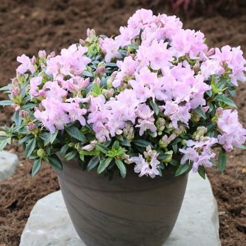 Rhododendron keleticum Robert Seleger