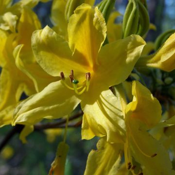 Azalea luteum - Azalea gialla