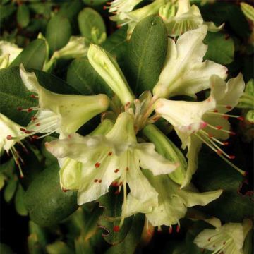 Rhododendron Shamrock