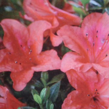 Azalea Nakaharai Orange