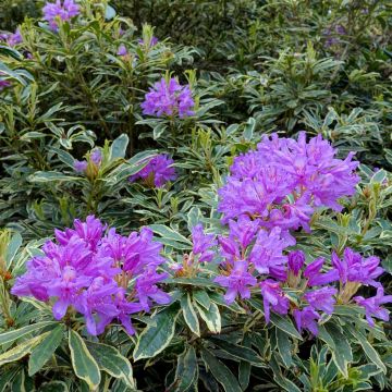 Rododendro pontico Variegatum