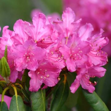 Rhododendron ponticum - Rododendro pontico