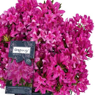 Rododendro pontico Grazeasy Dark Pink