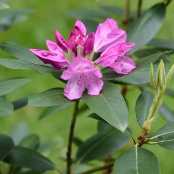 Rododendro pontico Roseum