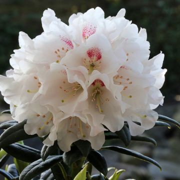 Rhododendron roxieanum Blewbury