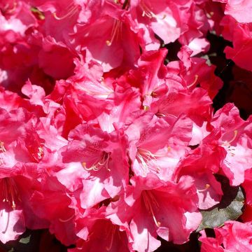 Rhododendron williamsianum Gartendirektor Glocker