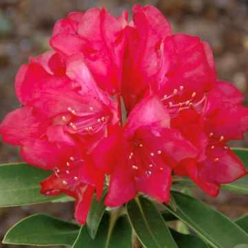 Rhododendron yakushimanum INKARHO Bohlken's Roter Stern