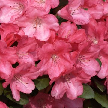 Rhododendron yakushimanum Lampion