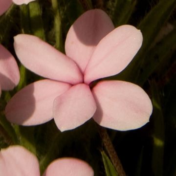 Rhodohypoxis Rose Queen