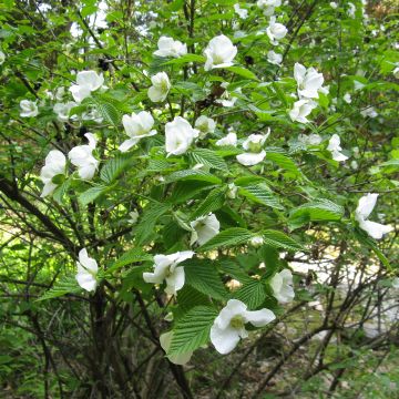 Rhodotypos scandens