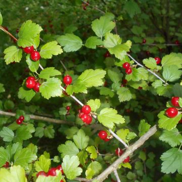 Ribes alpinum - Ribes alpino