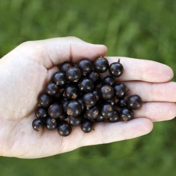 Ribes nero Little Black Sugar 'Nimue'