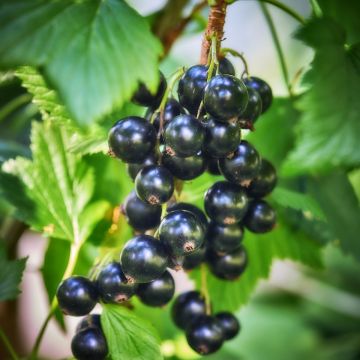 Ribes nero Triton