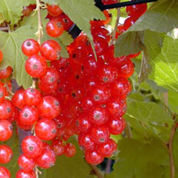 Ribes rosso Rosetta