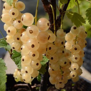 Ribes bianco Zitavia