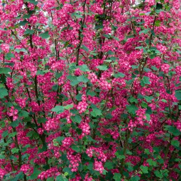 Ribes sanguigno Pulborough Scarlet