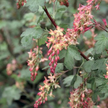 Ribes gordonianum