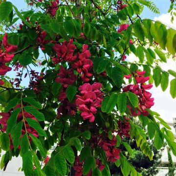 Robinia pseudoacacia Casque Rouge - Robinia a fiore rosse