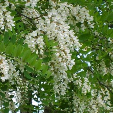 Robinia pseudoacacia - Robinia