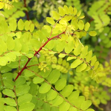 Robinia pseudoacacia Altdorf - Robinia