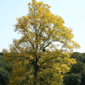 Robinia pseudoacacia Frisia - Robinia dorato